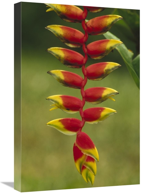 Global Gallery GCS-452863-1624-142 16 x 24 in. Hanging Heliconia Bloom