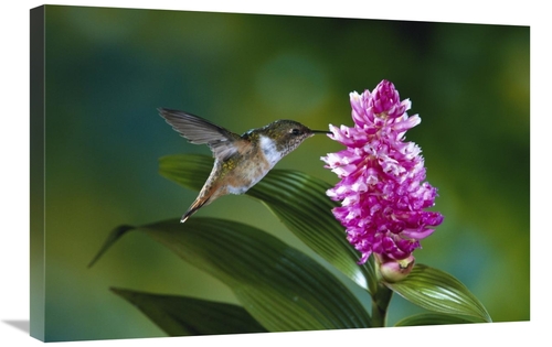Global Gallery  20 x 30 in. Scintillant Hummingbird Feeding at & Polli