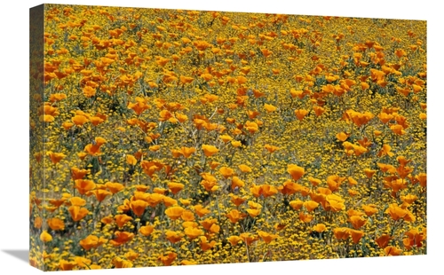 Global Gallery GCS-396266-1624-142 16 x 24 in. California Poppies & Go