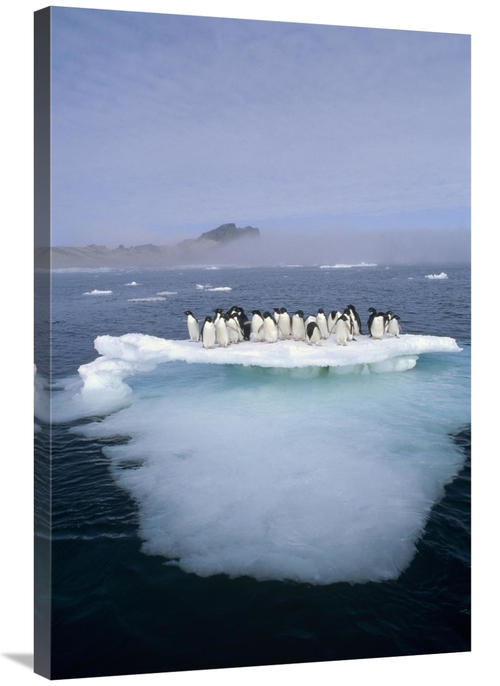 Global Gallery GCS-395666-2436-142 24 x 36 in. Adelie Penguin Group Cr