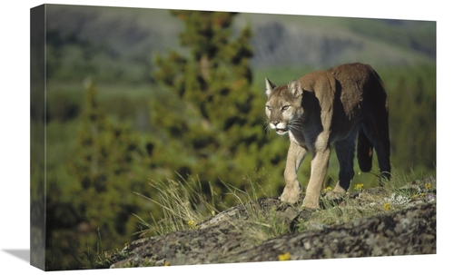Global Gallery GCS-451951-1624-142 16 x 24 in. Mountain Lion Walking A