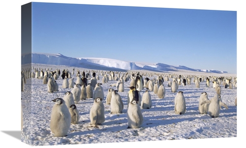 Global Gallery GCS-451189-1218-142 12 x 18 in. Emperor Penguin Rookery