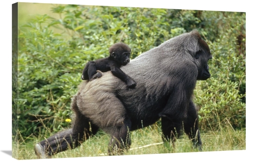 Global Gallery GCS-398508-2436-142 24 x 36 in. Western Lowland Gorilla