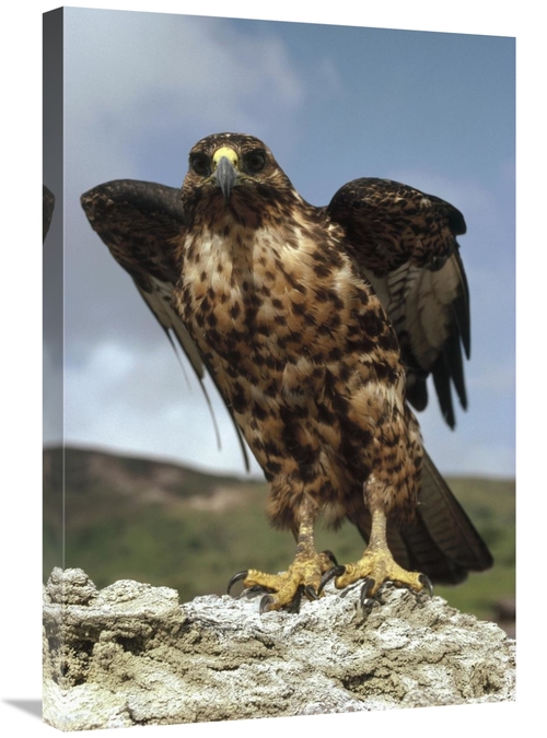 Global Gallery GCS-451191-2030-142 20 x 30 in. Galapagos Hawk Perching