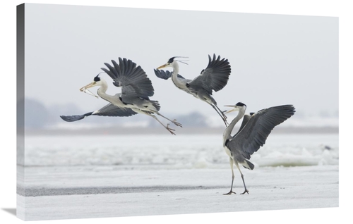 Global Gallery GCS-452606-2436-142 24 x 36 in. Grey Heron Trio Fightin
