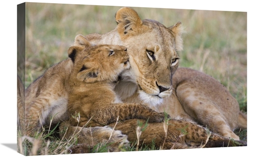 Global Gallery GCS-395883-1624-142 16 x 24 in. African Lion Mother & Y
