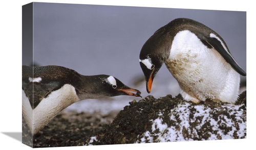 Global Gallery GCS-395668-1218-142 12 x 18 in. Gentoo Penguin Nesting 