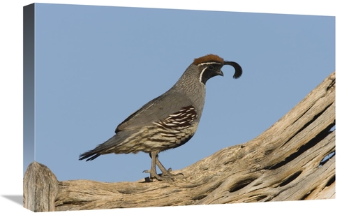 Global Gallery GCS-453359-1624-142 16 x 24 in. Gambels Quail Male,