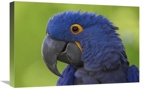 Global Gallery GCS-450890-1624-142 16 x 24 in. Hyacinth Macaw Portrait