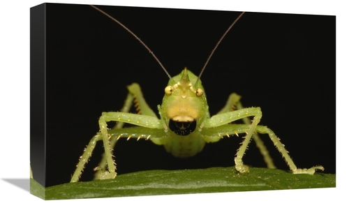 Global Gallery GCS-453207-1218-142 12 x 18 in. Katydid Close-Up Portra