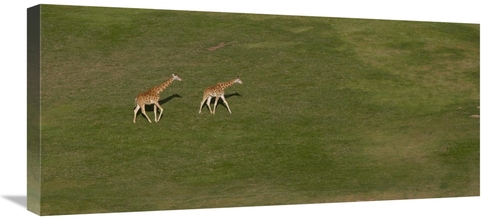 Global Gallery GCS-450873-30-142 30 in. Rothschild Giraffe Pair Crossi