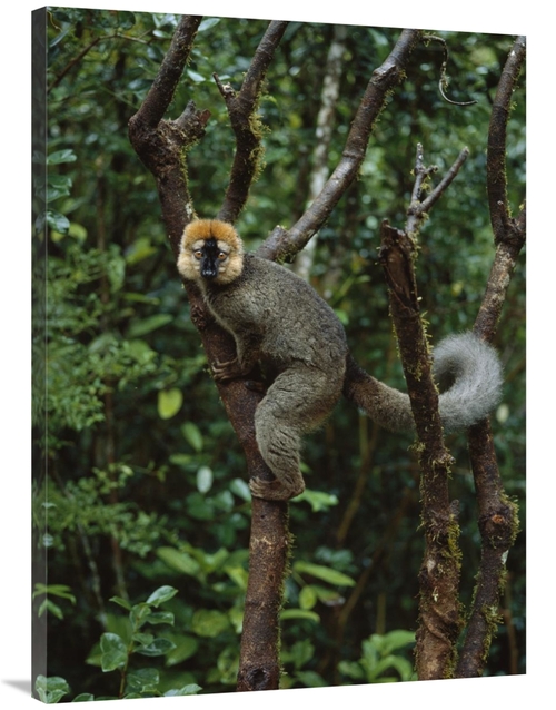 Global Gallery GCS-452656-3040-142 30 x 40 in. Red-Fronted Brown Lemur