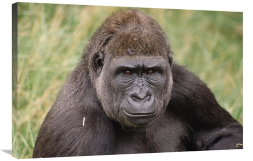 Global Gallery GCS-452769-2436-142 24 x 36 in. Western Lowland Gorilla