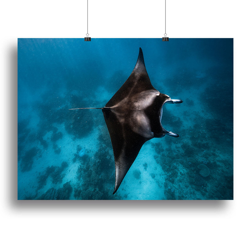 Manta Fly Canvas Print or Poster