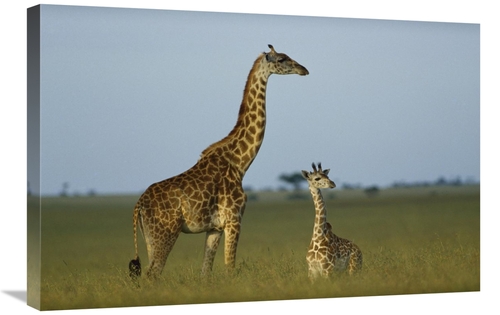 Global Gallery GCS-452188-2030-142 20 x 30 in. Giraffe Adult & Foal on