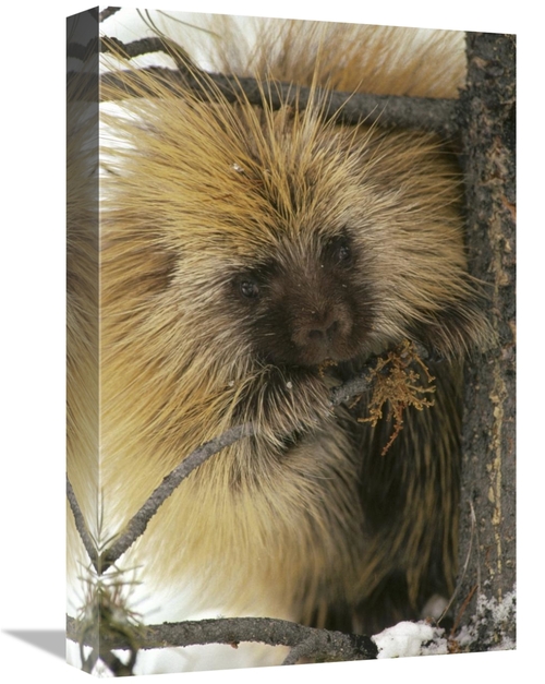 Global Gallery GCS-451868-1218-142 12 x 18 in. Common Porcupine Feedin