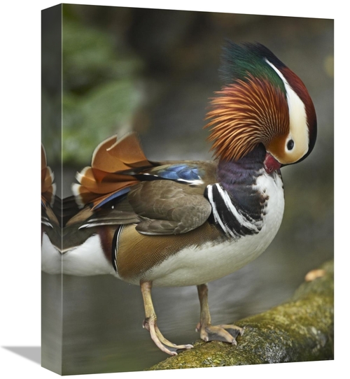 Global Gallery GCS-396467-1216-142 12 x 16 in. Mandarin Duck Male Pree