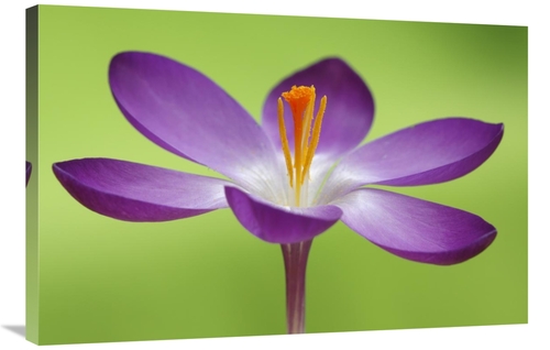 Global Gallery GCS-398005-2436-142 24 x 36 in. Dutch Crocus Flower,