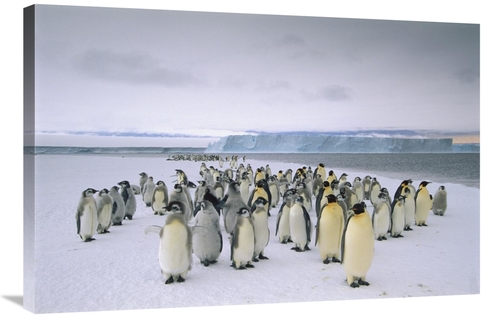 Global Gallery GCS-451734-2436-142 24 x 36 in. Emperor Penguin Fledgin
