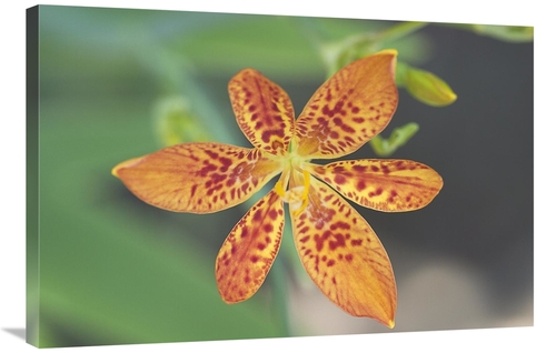 Global Gallery GCS-398338-2436-142 24 x 36 in. Blackberry Lily Flower 