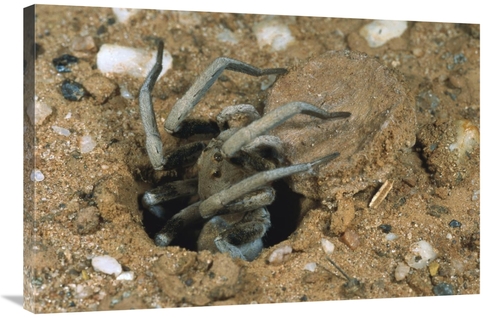 Global Gallery GCS-397451-2436-142 24 x 36 in. Forrests Wolf Spider Em