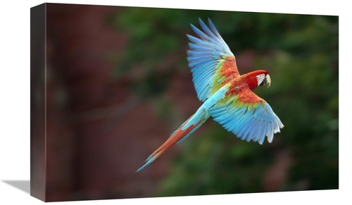 Global Gallery GCS-453223-1218-142 12 x 18 in. Red & Green Macaw Flyin