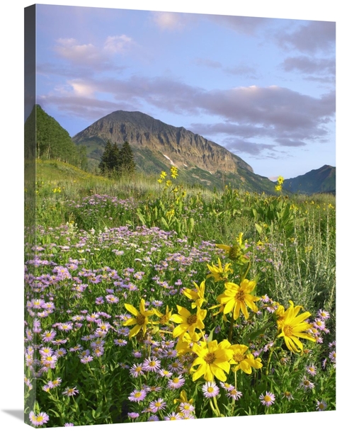 Global Gallery GCS-452233-2432-142 24 x 32 in. Orange Sneezeweed & Smo