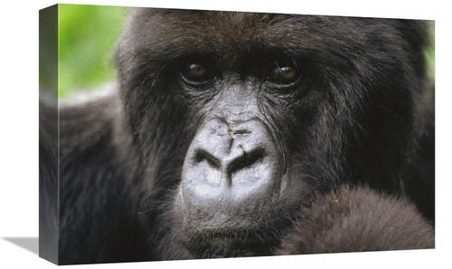 Global Gallery GCS-452817-1218-142 12 x 18 in. Mountain Gorilla Female