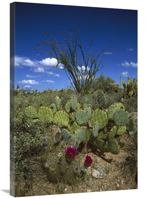 Global Gallery GCS-453300-2436-142 24 x 36 in. Hedgehog Cactus, Pr