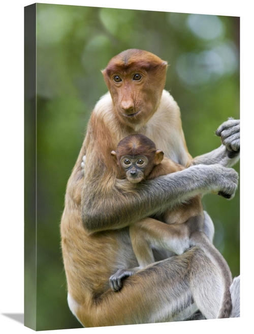 Global Gallery GCS-395836-1624-142 16 x 24 in. Proboscis Monkey Female