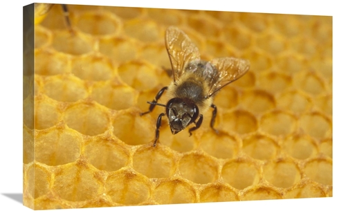 Global Gallery GCS-452422-1624-142 16 x 24 in. Honey Bee on Honeycomb&