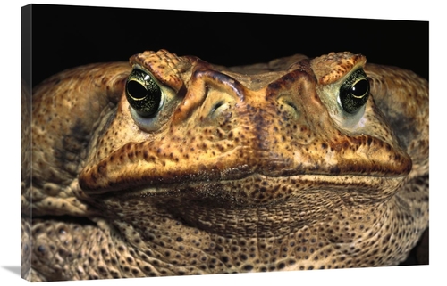 Global Gallery GCS-453126-2436-142 24 x 36 in. Cururu Toad Close-Up of