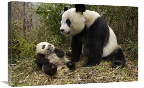 Global Gallery GCS-453018-2030-142 20 x 30 in. Giant Panda & Baby in B