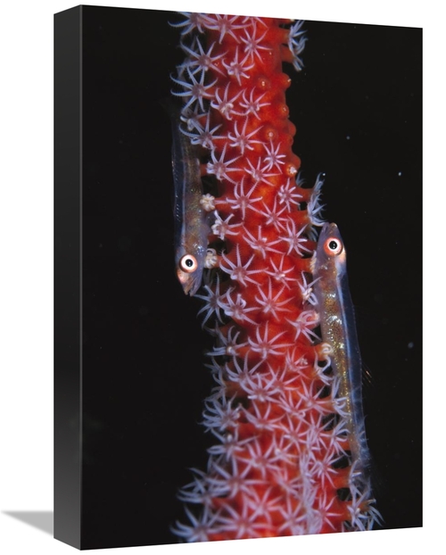 Global Gallery GCS-453543-1218-142 12 x 18 in. Loki Whip-Goby Pair on 