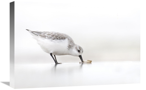 Global Gallery GCS-398236-1624-142 16 x 24 in. Sanderling Foraging on 