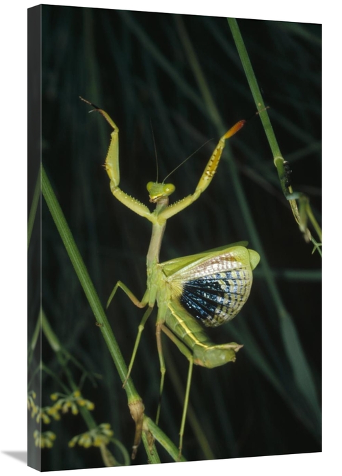 Global Gallery GCS-452424-2030-142 20 x 30 in. Mediterranean Mantis Fe