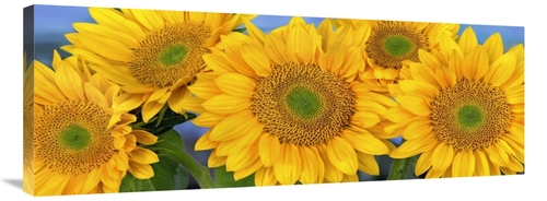 Global Gallery GCS-396746-40-142 40 in. Common Sunflower Group Showing