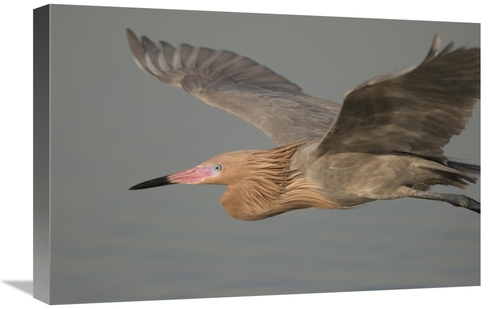 Global Gallery GCS-397338-1624-142 16 x 24 in. Reddish Egret Flying&#4