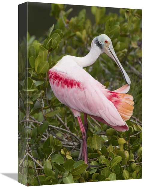 Global Gallery GCS-397416-1218-142 12 x 18 in. Roseate Spoonbill Preen