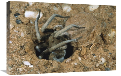 Global Gallery GCS-397451-2030-142 20 x 30 in. Forrests Wolf Spider Em