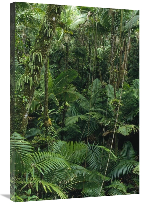 Global Gallery GCS-452850-2436-142 24 x 36 in. Sierra Palm Trees in Tr