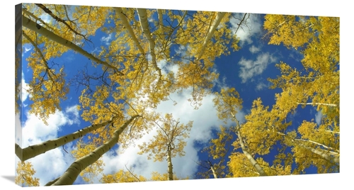 Global Gallery GCS-467669-40-142 40 in. Looking Up At Blue Sky Through