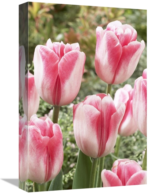 Global Gallery GCS-398353-1218-142 12 x 18 in. Tulip Labyrinth Variety