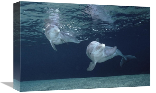 Global Gallery GCS-450663-1218-142 12 x 18 in. Bottlenose Dolphin Unde
