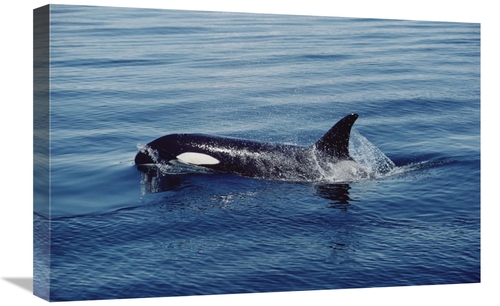 Global Gallery GCS-450572-1624-142 16 x 24 in. Orca Surfacing, Joh