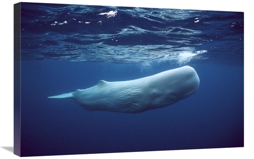 Global Gallery GCS-397725-2030-142 20 x 30 in. Sperm Whale White Morph