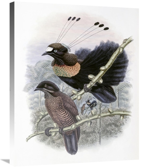 Global Gallery GCS-277770-30-142 30 in. Lawes Bird of Paradise Art Pri