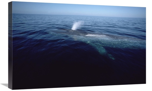 Global Gallery GCS-450606-30-142 30 in. Blue Whale Spouting, Sea o