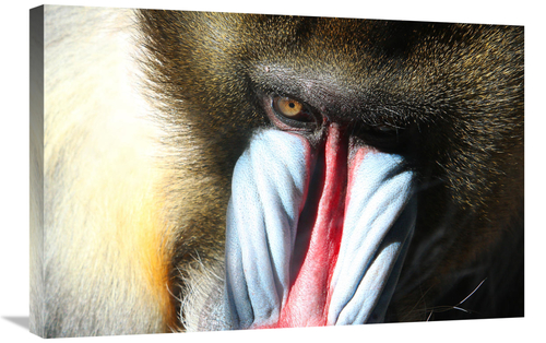 Global Gallery GCS-486589-30-142 30 in. Male Mandral Art Print - Vic S