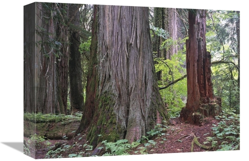 12 x 16 in. Western Red Cedars Grove of the Patriarchs, Mt Rainier